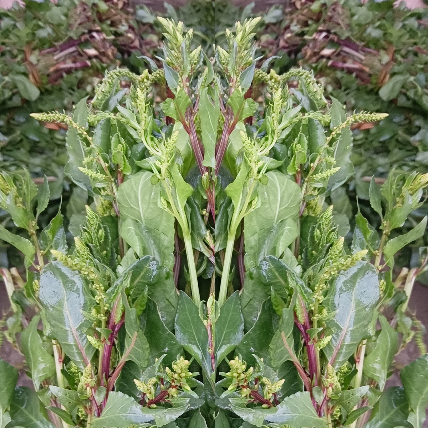 Shish Palank 100g pack